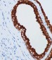 Anti-PSA Mouse mAb